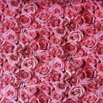 Rosa Rosenblüten - 1 Stück = 1,90 Meter