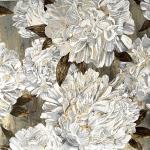 Ophelia - große weiße Blüten auf hellbraunem Grund