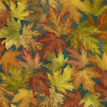 Autumn Splendor - Herbstblätter