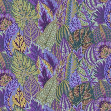 Coleus lavender - 1 Stück = 2,60 Meter