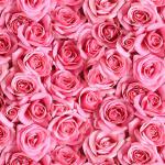 Rosa Rosenblüten - 1 Stück = 1,90 Meter