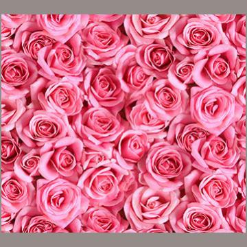 Rosa Rosenblüten - 1 Stück = 1,90 Meter