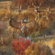 Whitetail Country - Frolicking Deer