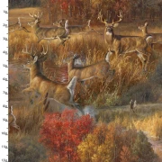 Whitetail Country - Frolicking Deer