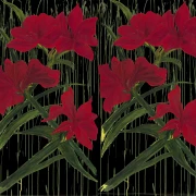 Winter Garden  - Amaryllis auf schwarz Panel