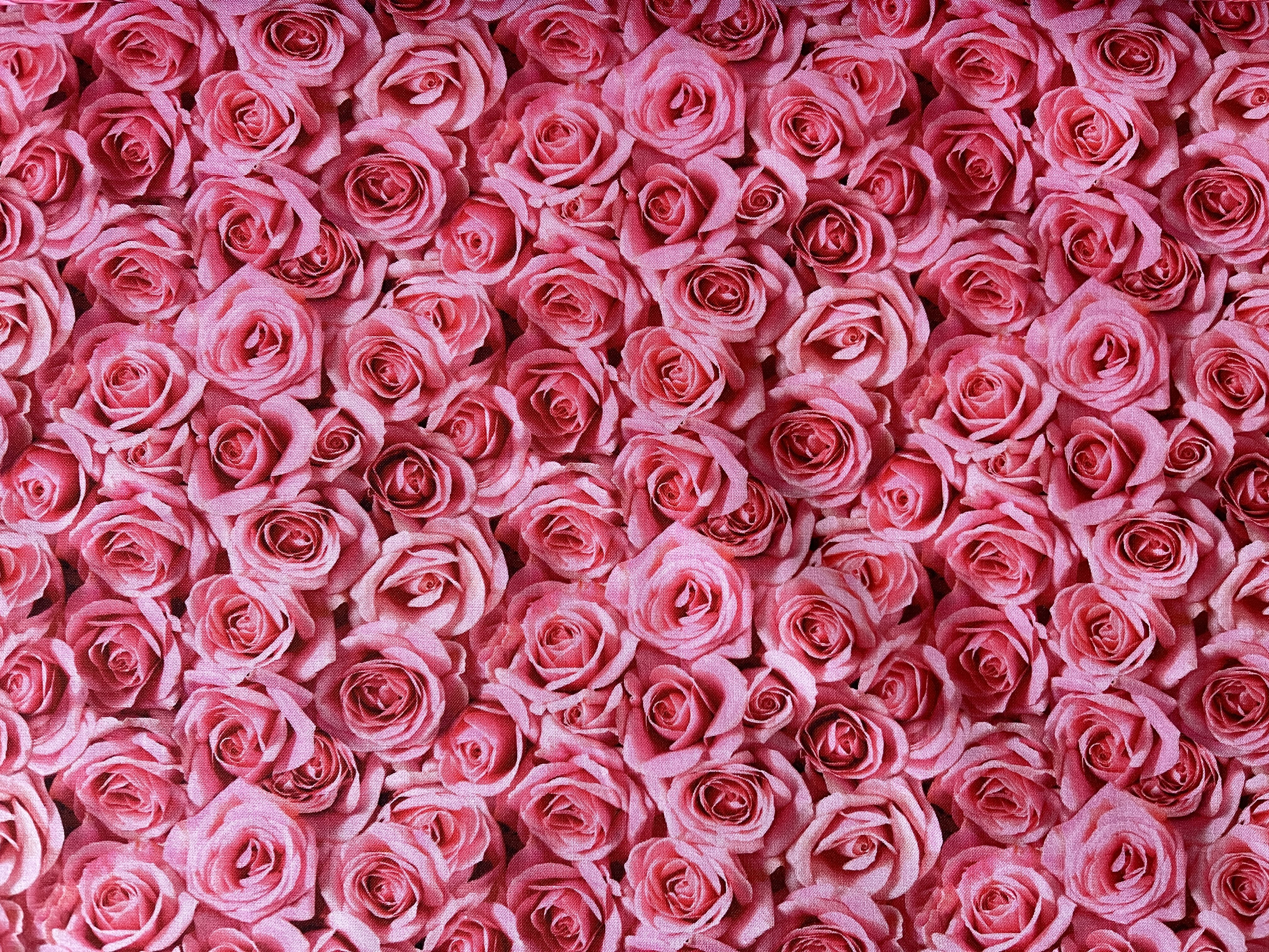 Rosa Rosenblüten - 1 Stück = 1,90 Meter