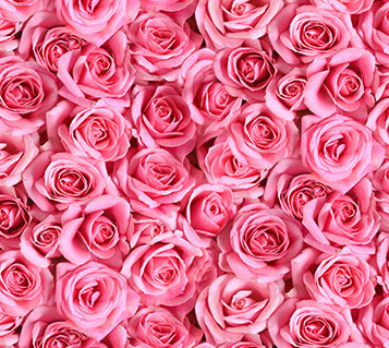 Rosa Rosenblüten - 1 Stück = 1,90 Meter